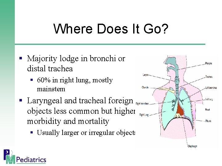 Where Does It Go? § Majority lodge in bronchi or distal trachea § 60%