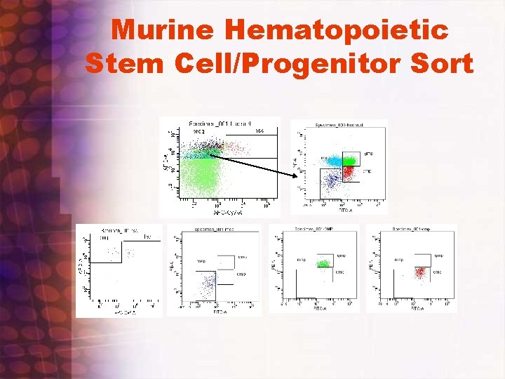 Murine Hematopoietic Stem Cell/Progenitor Sort 
