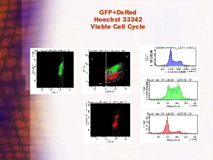 GFP+Ds. Red Hoechst 33342 Viable Cell Cycle 