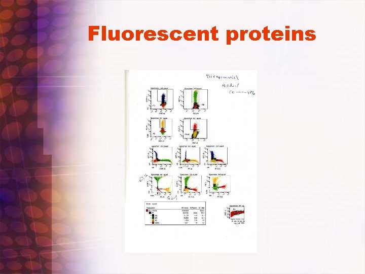Fluorescent proteins 