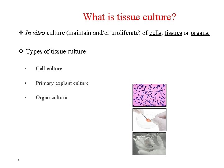 What is tissue culture? v In vitro culture (maintain and/or proliferate) of cells, tissues