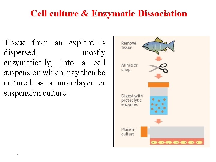 Cell culture & Enzymatic Dissociation Tissue from an explant is dispersed, mostly enzymatically, into