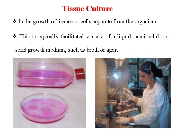 Tissue Culture v Is the growth of tissues or cells separate from the organism.