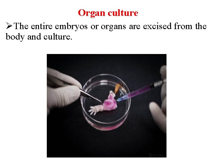 Organ culture ØThe entire embryos or organs are excised from the body and culture.