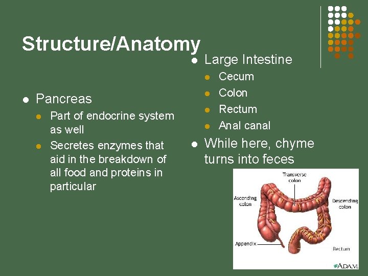 Structure/Anatomy l Large Intestine l l l Pancreas l l Part of endocrine system