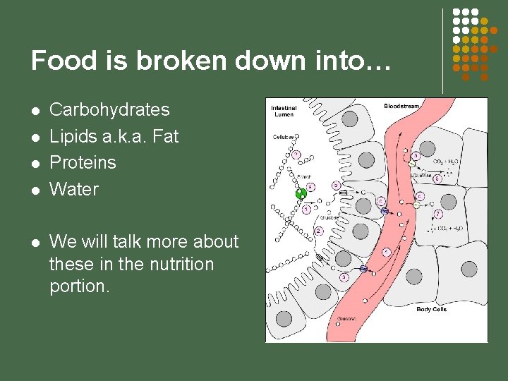 Food is broken down into… l l l Carbohydrates Lipids a. k. a. Fat