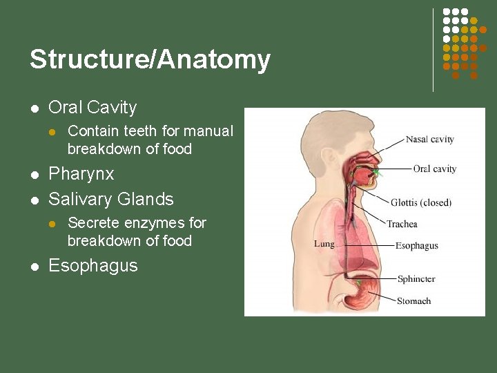 Structure/Anatomy l Oral Cavity l l l Pharynx Salivary Glands l l Contain teeth