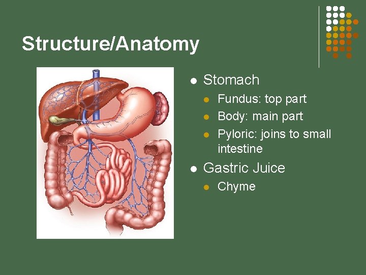 Structure/Anatomy l Stomach l l Fundus: top part Body: main part Pyloric: joins to