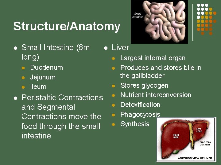 Structure/Anatomy l Small Intestine (6 m long) l l Duodenum Jejunum Ileum Peristaltic Contractions