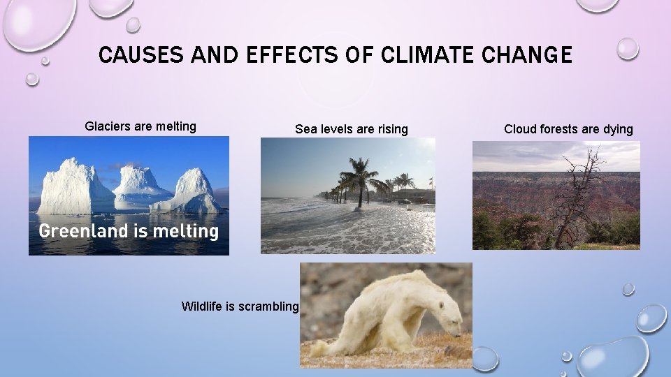 CAUSES AND EFFECTS OF CLIMATE CHANGE Glaciers are melting Sea levels are rising Wildlife