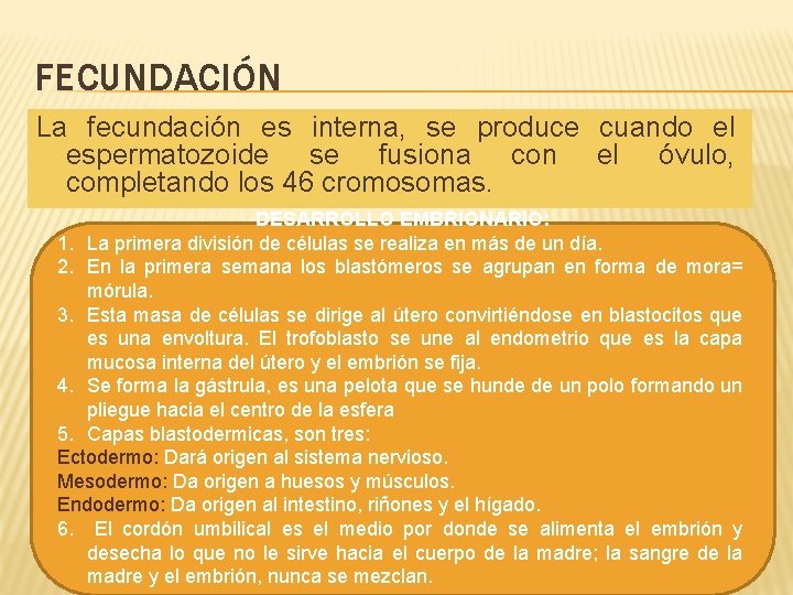 FECUNDACIÓN La fecundación es interna, se produce cuando el espermatozoide se fusiona con el