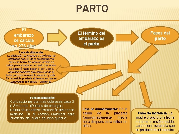 PARTO El embarazo se calcula en 276 días El término del embarazo es el