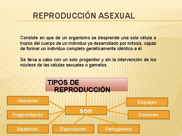 REPRODUCCIÓN ASEXUAL Consiste en que de un organismo se desprende una sola célula o