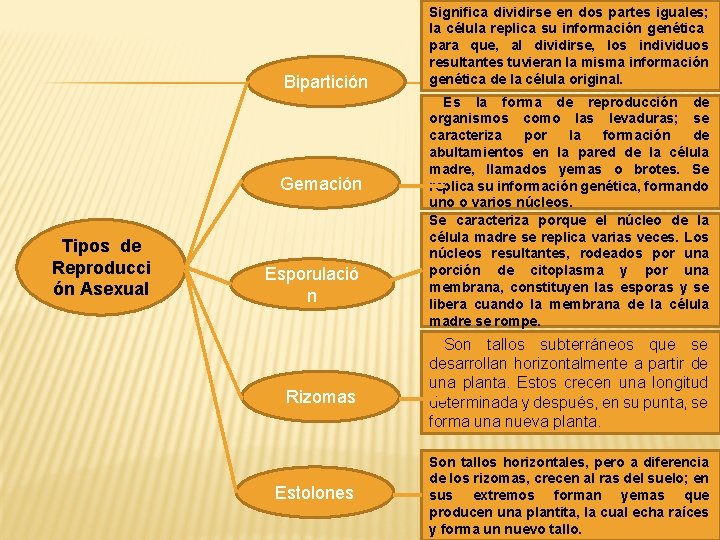 Bipartición Gemación Tipos de Reproducci ón Asexual Esporulació n Rizomas Estolones Significa dividirse en