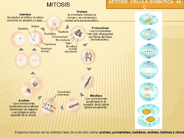 MITOSIS. CÉLULA SOMÁTICA 46 C. Esquema resumen de las distintas fases de la división