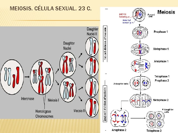 MEIOSIS. CÉLULA SEXUAL. 23 C. 