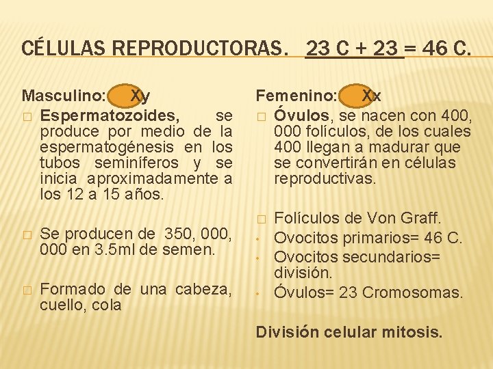 CÉLULAS REPRODUCTORAS. 23 C + 23 = 46 C. Masculino: Xy � Espermatozoides, se