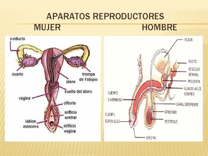 APARATOS REPRODUCTORES MUJER HOMBRE 