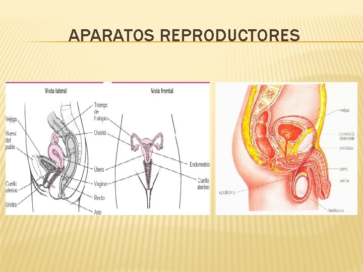 APARATOS REPRODUCTORES 