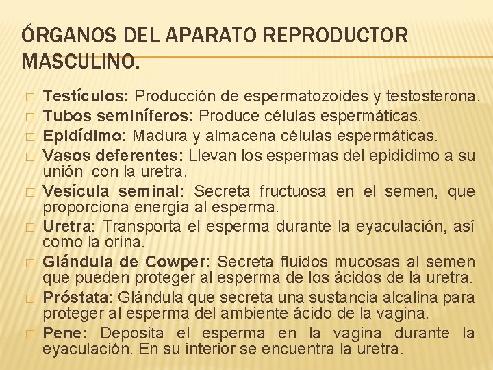 ÓRGANOS DEL APARATO REPRODUCTOR MASCULINO. � � � � � Testículos: Producción de espermatozoides