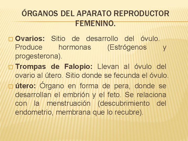 ÓRGANOS DEL APARATO REPRODUCTOR FEMENINO. Ovarios: Sitio de desarrollo del óvulo. Produce hormonas (Estrógenos