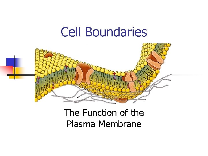 Cell Boundaries The Function of the Plasma Membrane 