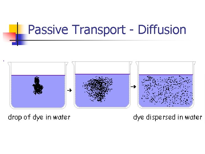 Passive Transport - Diffusion 