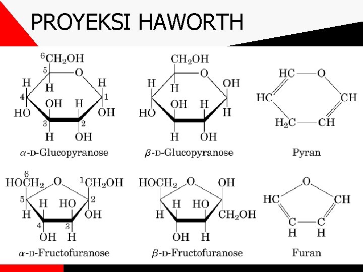 PROYEKSI HAWORTH 