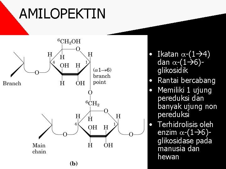 AMILOPEKTIN • Ikatan -(1 4) dan -(1 6)glikosidik • Rantai bercabang • Memiliki 1