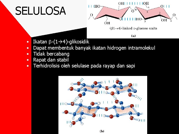 SELULOSA • • • Ikatan -(1 4)-glikosidik Dapat membentuk banyak ikatan hidrogen intramolekul Tidak