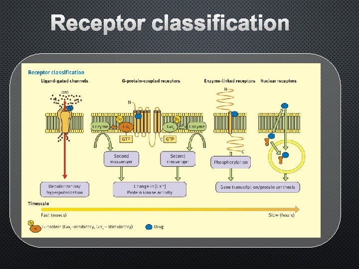 Lokalizace Transdukce Ligandů ü membránové ü metabotropní ü Achol ü cytoplazmat. ü iont. kanály