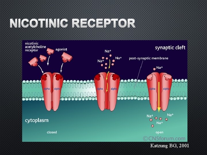 NICOTINIC RECEPTOR Katzung BG, 2001 