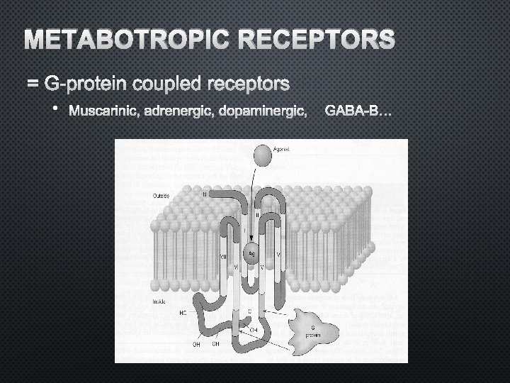 METABOTROPIC RECEPTORS = G-PROTEIN COUPLED RECEPTORS • MUSCARINIC, ADRENERGIC, DOPAMINERGIC, GABA-B… 