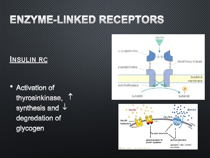 ENZYME-LINKED RECEPTORS INSULIN RC • ACTIVATION OF THYROSINKINASE, SYNTHESIS AND DEGREDATION OF GLYCOGEN 
