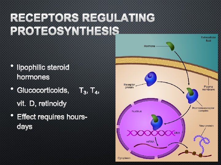 RECEPTORS REGULATING PROTEOSYNTHESIS • LIPOPHILIC STEROID HORMONES • GLUCOCORTICOIDS, T 3, T 4, VIT.