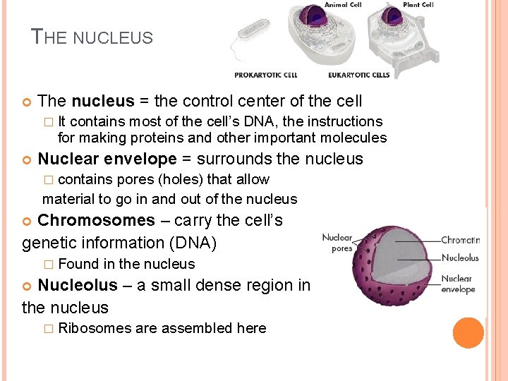 THE NUCLEUS The nucleus = the control center of the cell � It contains
