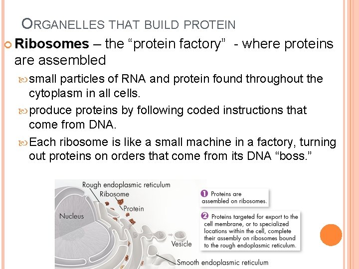 ORGANELLES THAT BUILD PROTEIN Ribosomes – the “protein factory” - where proteins are assembled