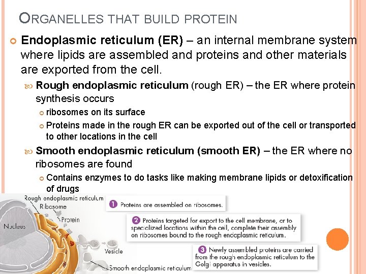 ORGANELLES THAT BUILD PROTEIN Endoplasmic reticulum (ER) – an internal membrane system where lipids