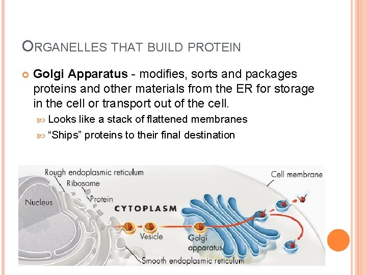 ORGANELLES THAT BUILD PROTEIN Golgi Apparatus - modifies, sorts and packages proteins and other