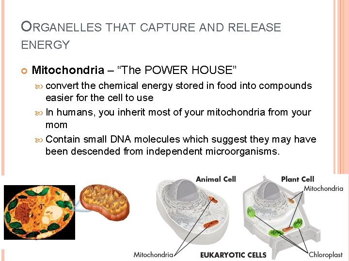 ORGANELLES THAT CAPTURE AND RELEASE ENERGY Mitochondria – “The POWER HOUSE” convert the chemical