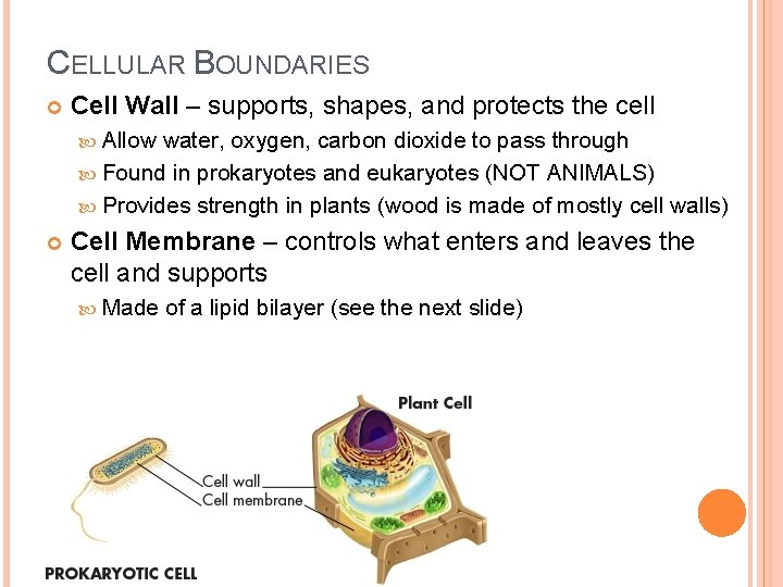 CELLULAR BOUNDARIES Cell Wall – supports, shapes, and protects the cell Allow water, oxygen,