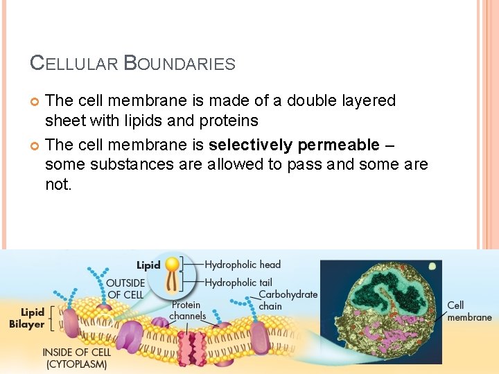 CELLULAR BOUNDARIES The cell membrane is made of a double layered sheet with lipids