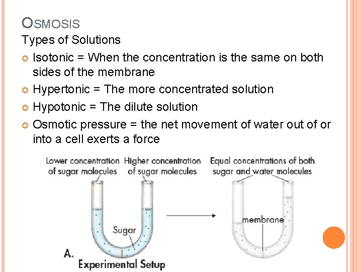 OSMOSIS Types of Solutions Isotonic = When the concentration is the same on both