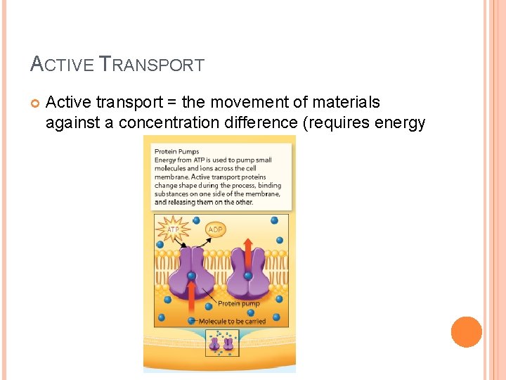 ACTIVE TRANSPORT Active transport = the movement of materials against a concentration difference (requires