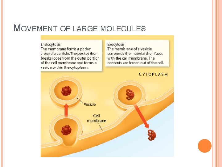 MOVEMENT OF LARGE MOLECULES 