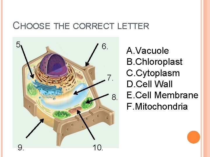 CHOOSE THE CORRECT LETTER 5. 6. 9. 10. A. Vacuole B. Chloroplast C. Cytoplasm