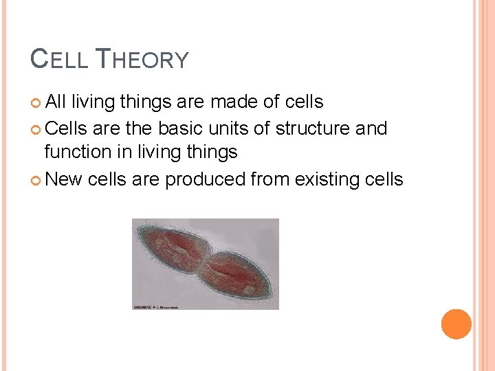 CELL THEORY All living things are made of cells Cells are the basic units