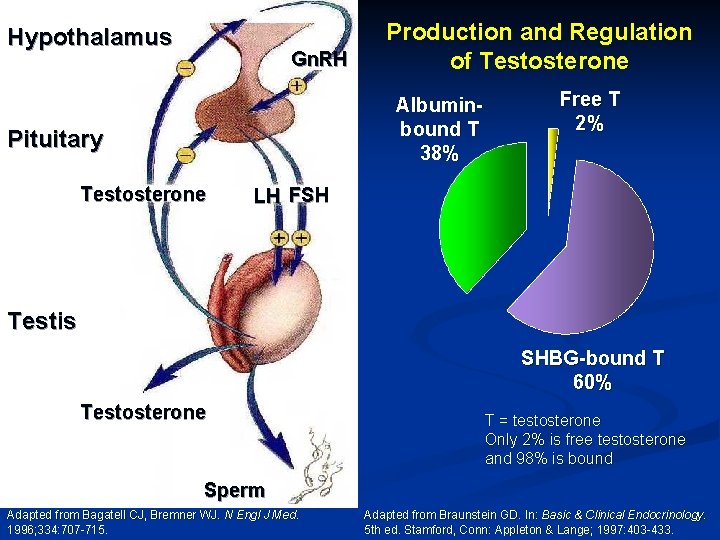 Hypothalamus Gn. RH Production and Regulation of Testosterone Albuminbound T 38% Pituitary Testosterone Free