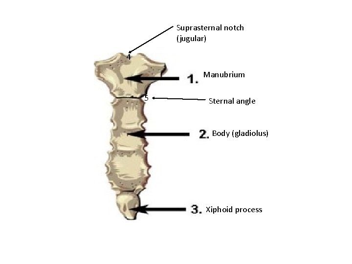 Suprasternal notch (jugular) 4 Manubrium 5 Sternal angle Body (gladiolus) Xiphoid process 