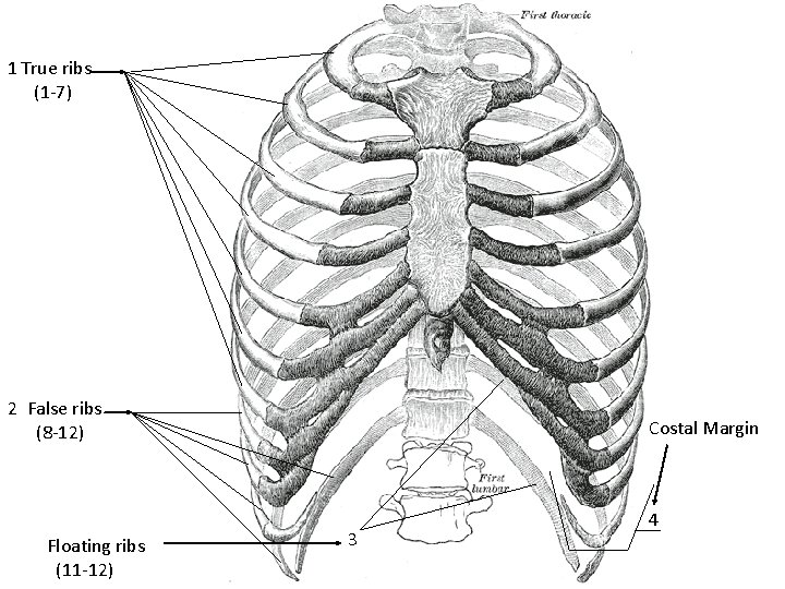 1 True ribs (1 -7) 2 False ribs (8 -12) Floating ribs (11 -12)